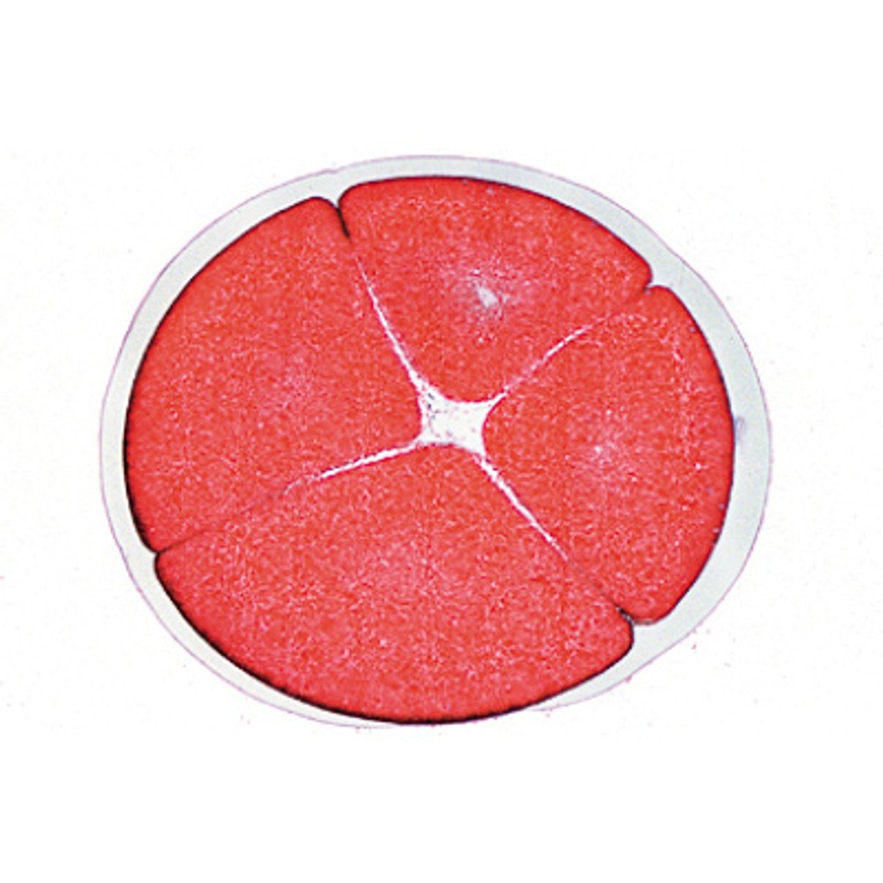 Frog Embryology - Microscope Slides
