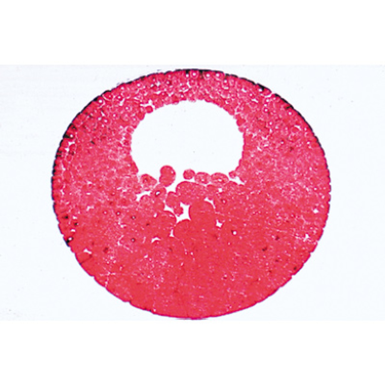 Frog Embryology - Microscope Slides