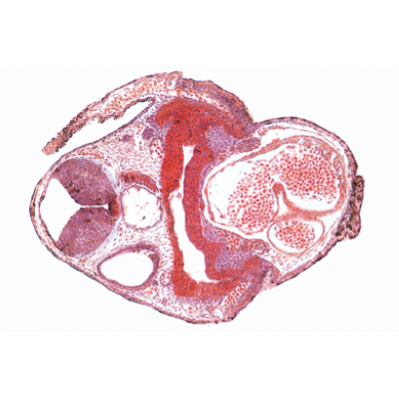 Frog Embryology - Microscope Slides