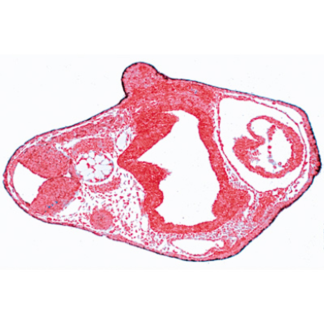 Frog Embryology - Microscope Slides