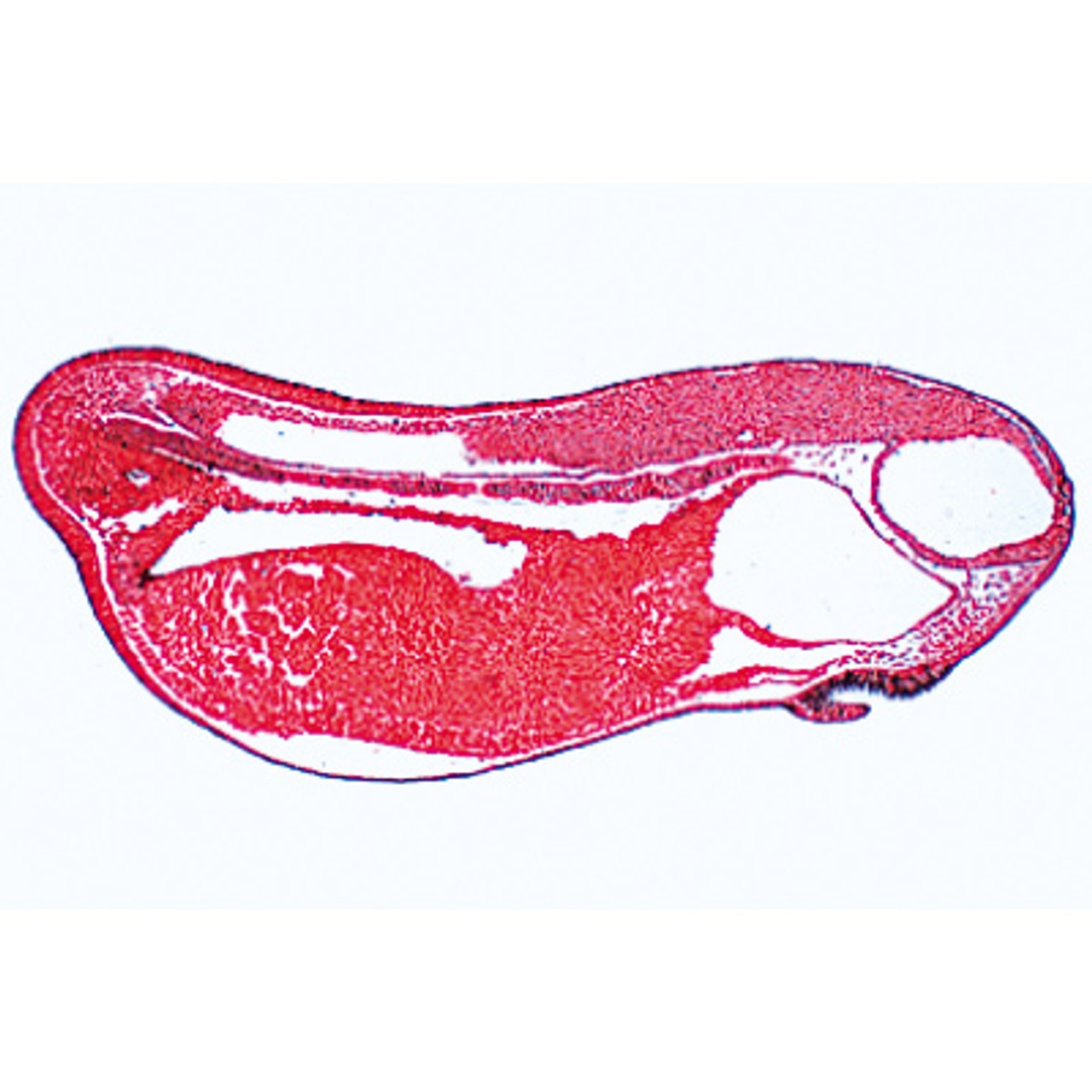 Frog Embryology - Microscope Slides