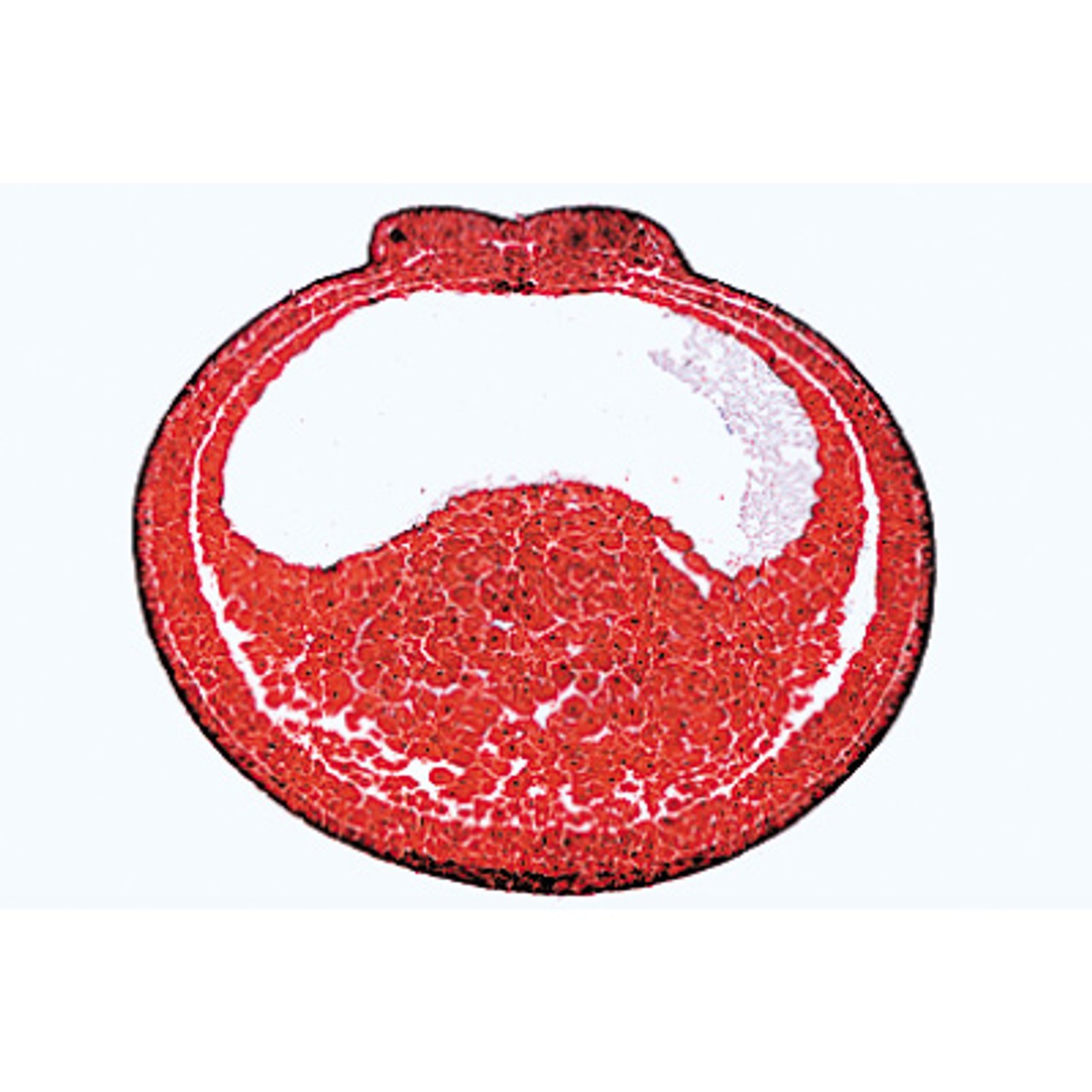 Frog Embryology - Microscope Slides