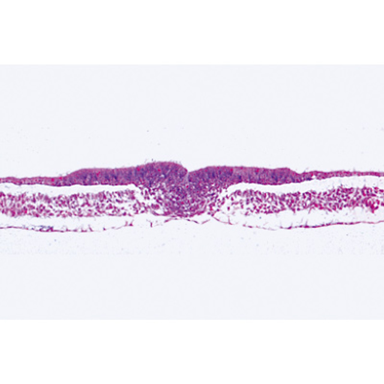 Chicken Embryology - Microscope Slides