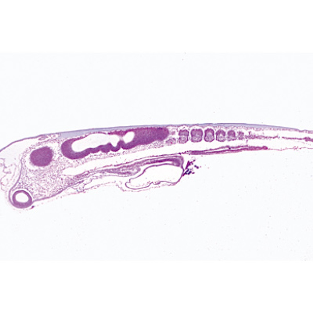 Chicken Embryology - Microscope Slides