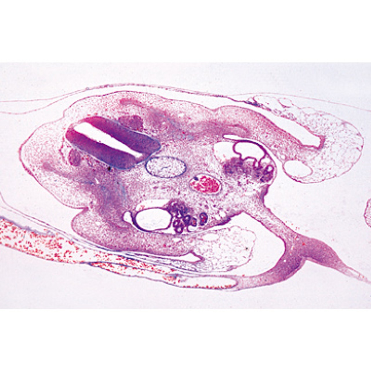 Chicken Embryology - Microscope Slides