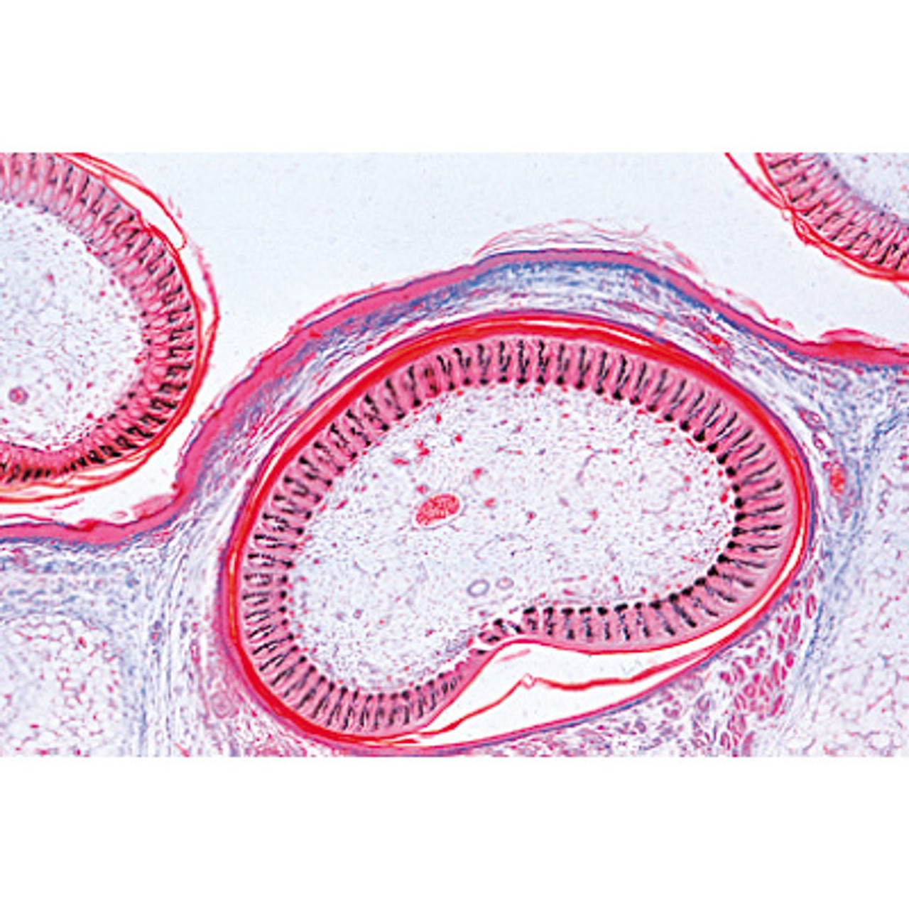 Chicken Embryology - Microscope Slides