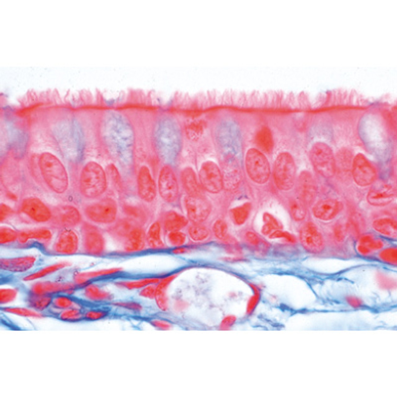 Human Tissues - English Microscope Slides