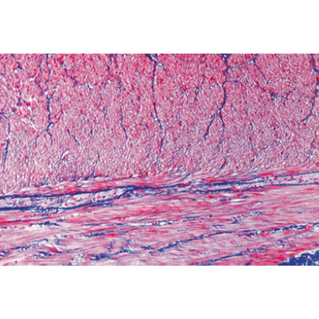 Human Tissues - English Microscope Slides
