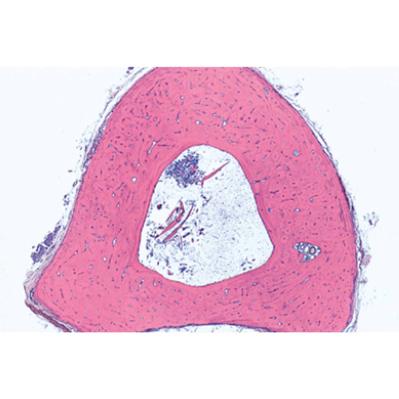Human Tissues - English Microscope Slides