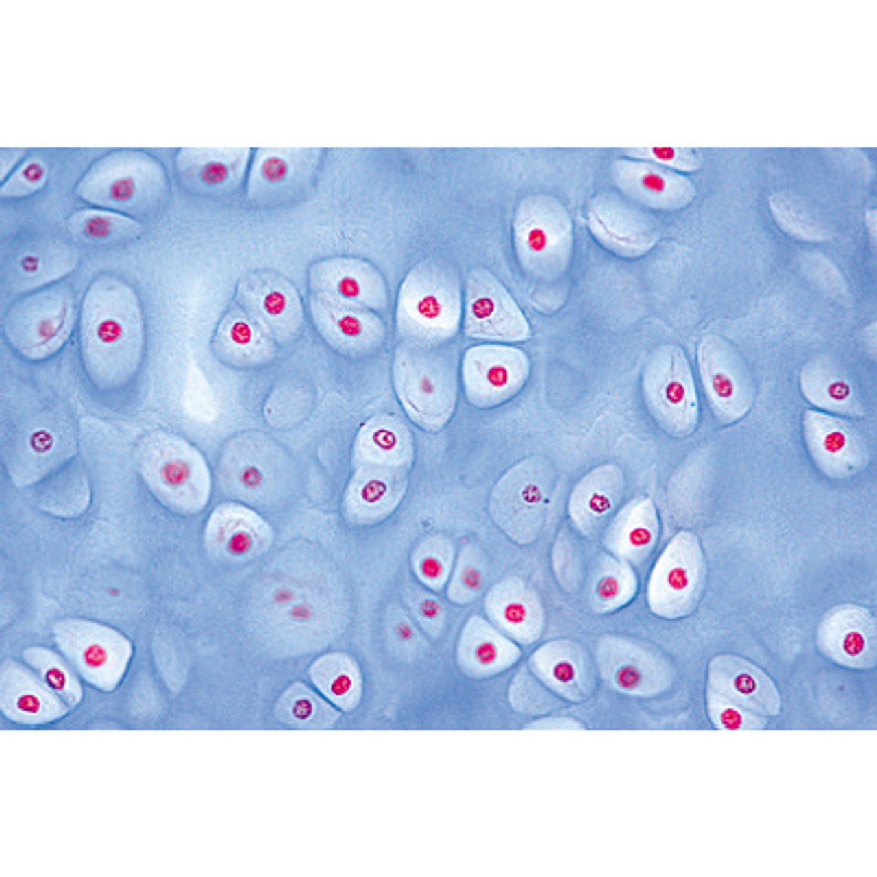 Human Tissues - English Microscope Slides