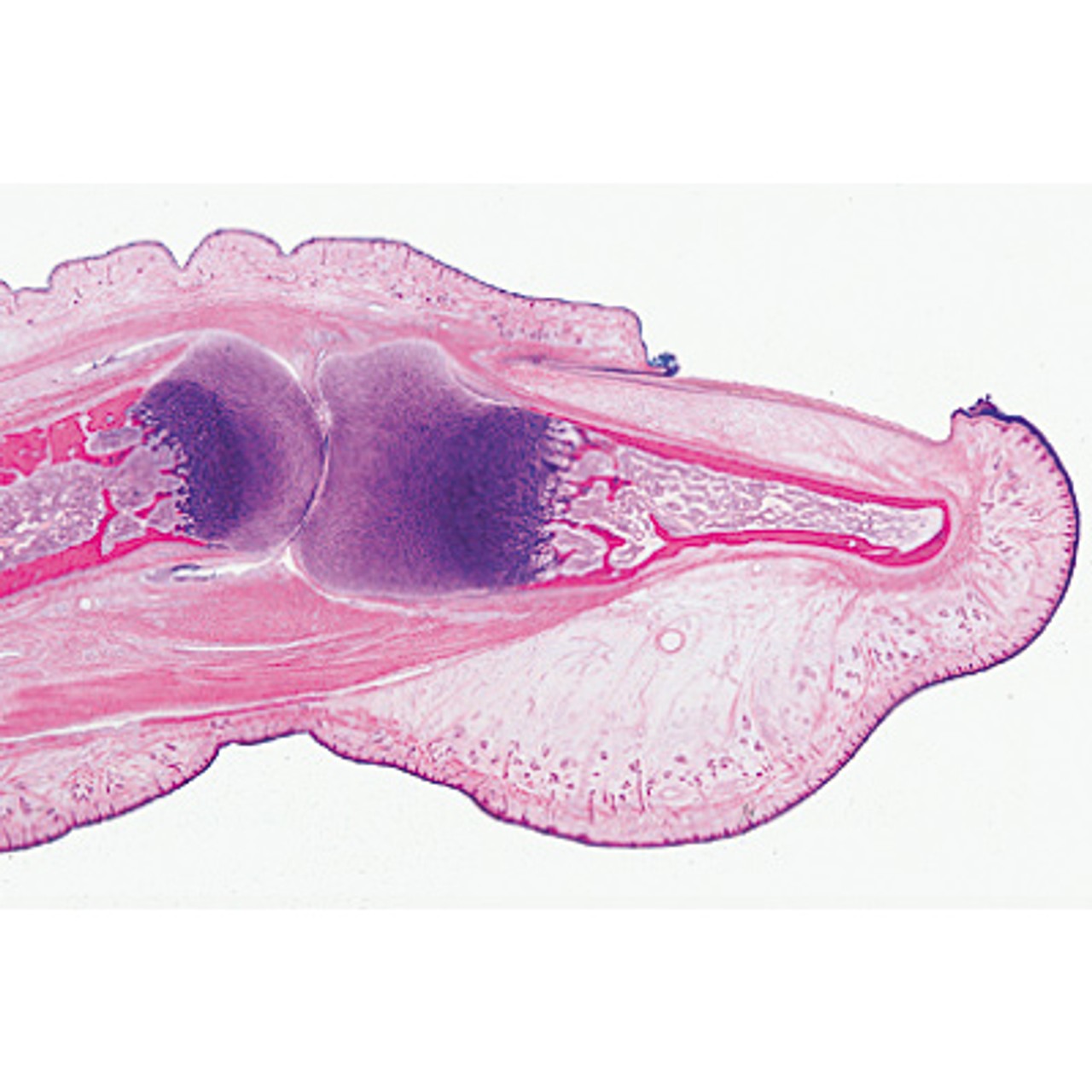 Human Tissues - English Microscope Slides