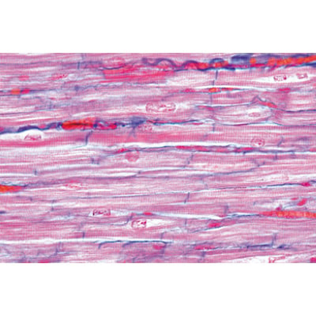 Respiratory and Circulatory Systems - English Microscope Slides
