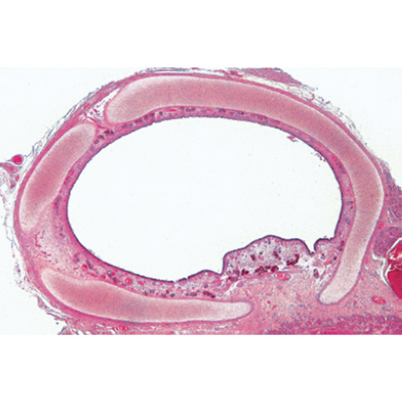 Respiratory and Circulatory Systems - English Microscope Slides
