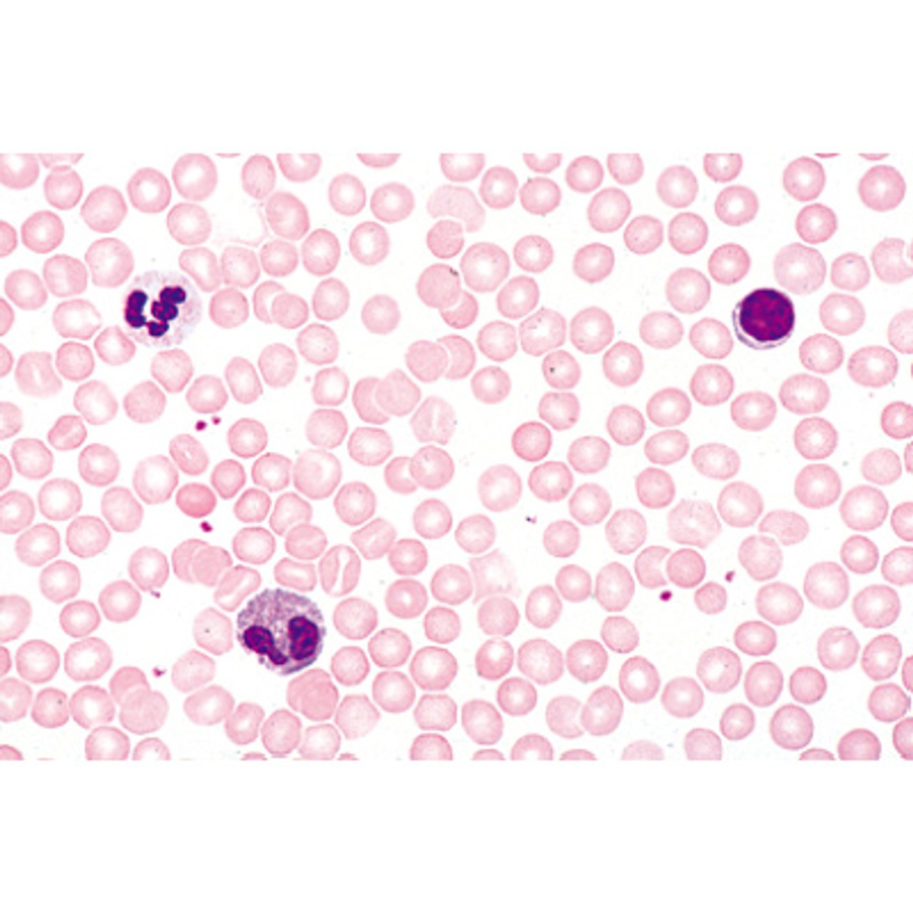 Respiratory and Circulatory Systems - English Microscope Slides