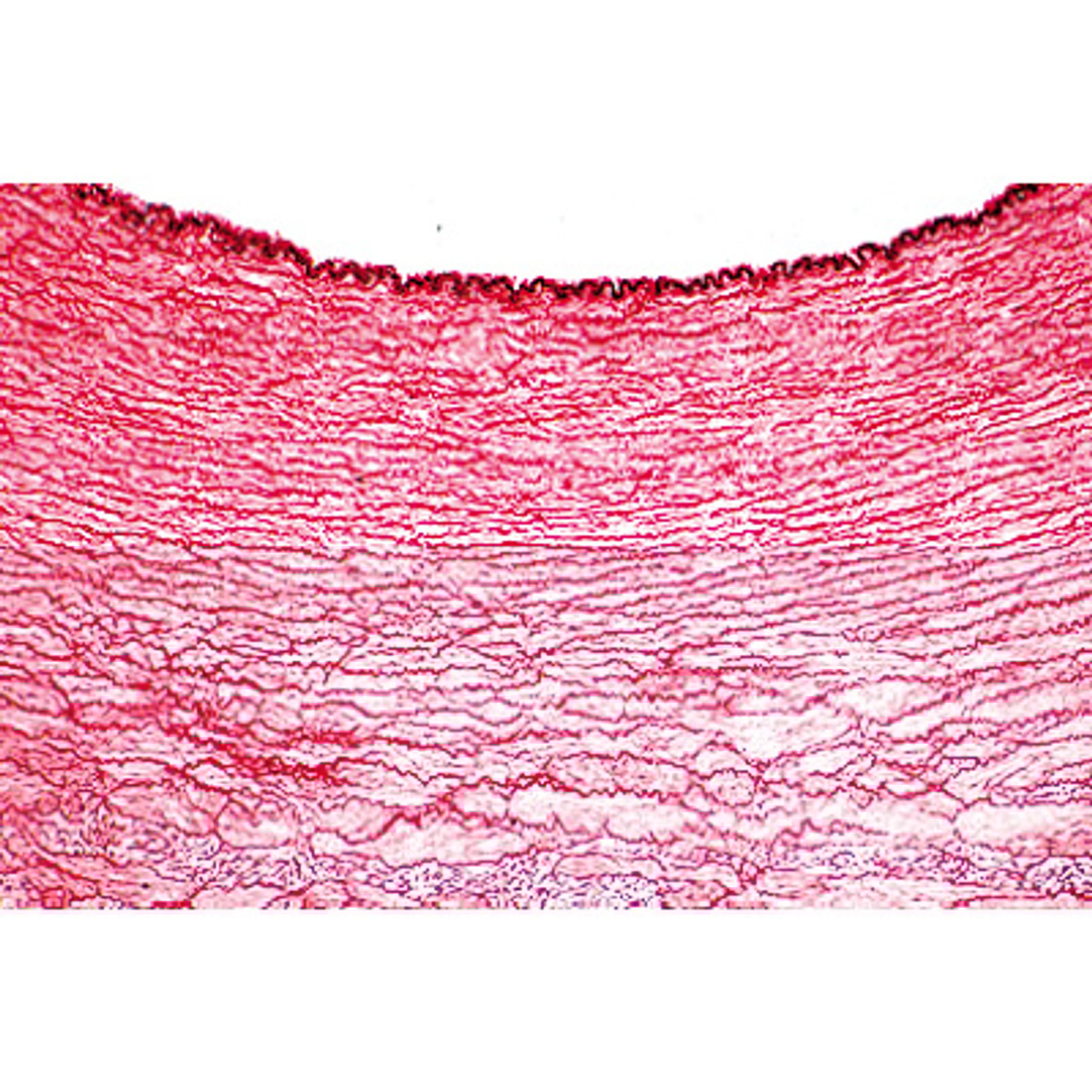 Respiratory and Circulatory Systems - English Microscope Slides