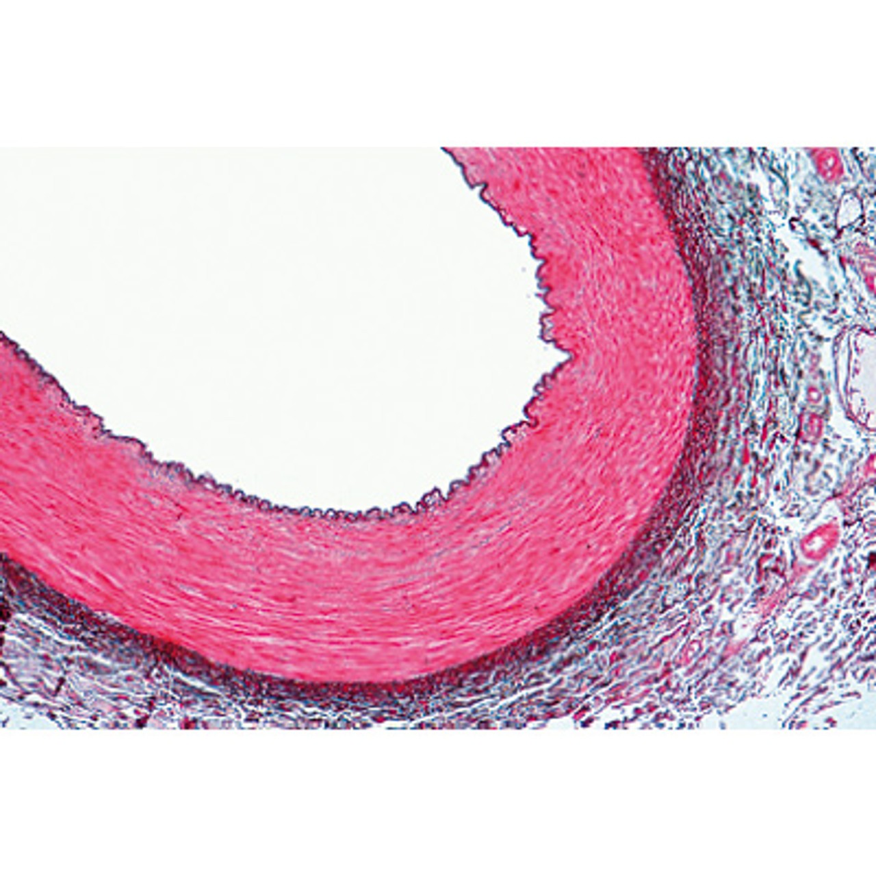 Respiratory and Circulatory Systems - English Microscope Slides