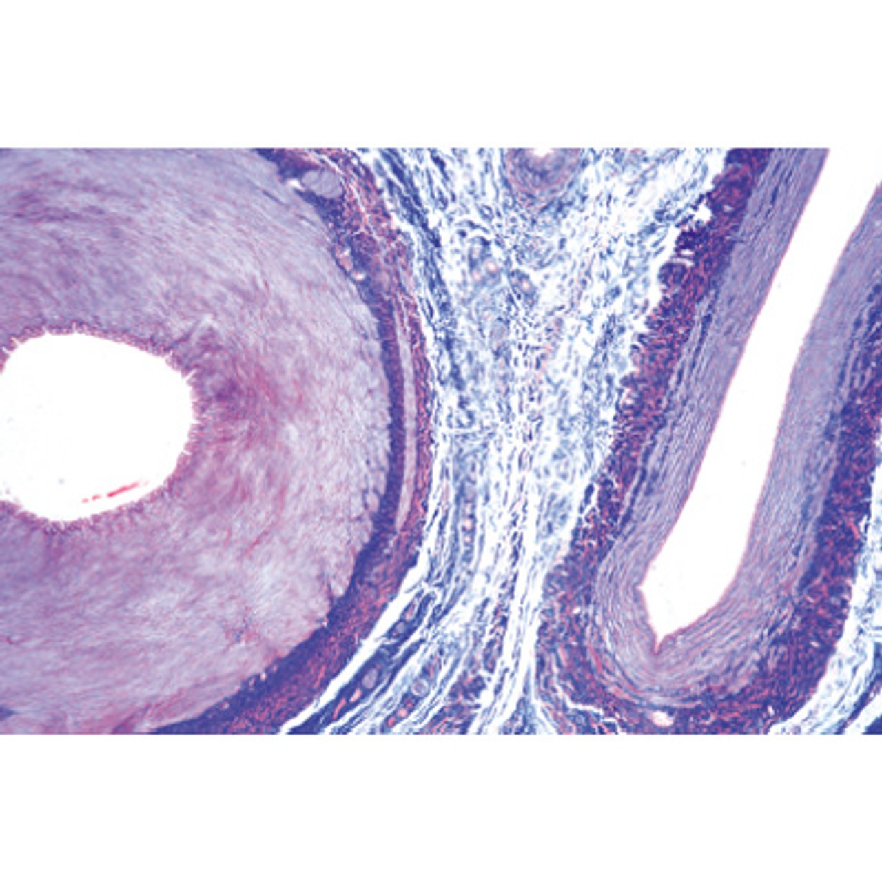 Respiratory and Circulatory Systems - English Microscope Slides