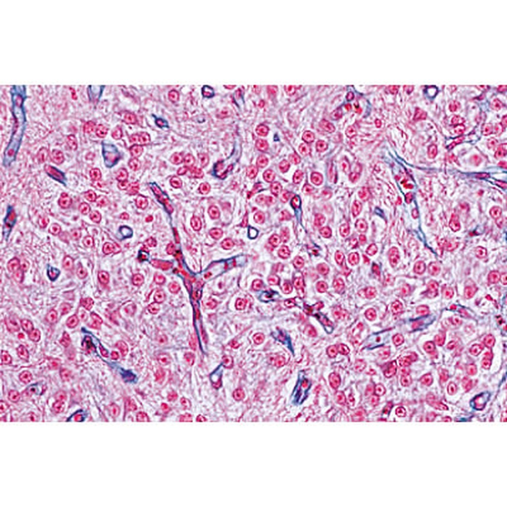 Endocrine System - English Microscope Slides