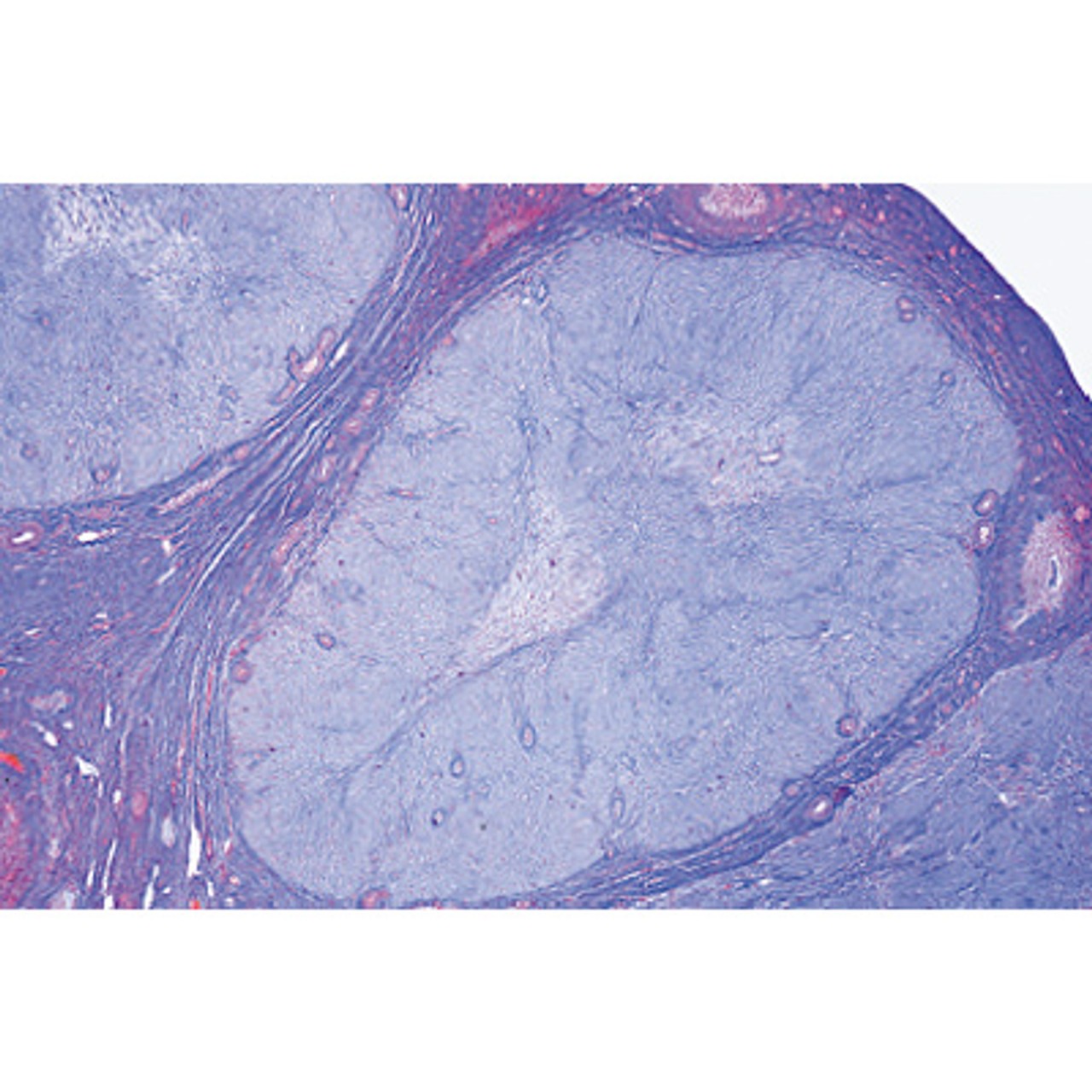 Endocrine System - English Microscope Slides
