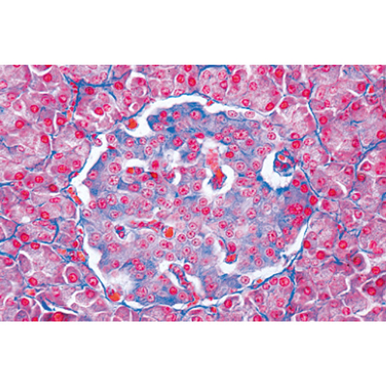 Endocrine System - English Microscope Slides