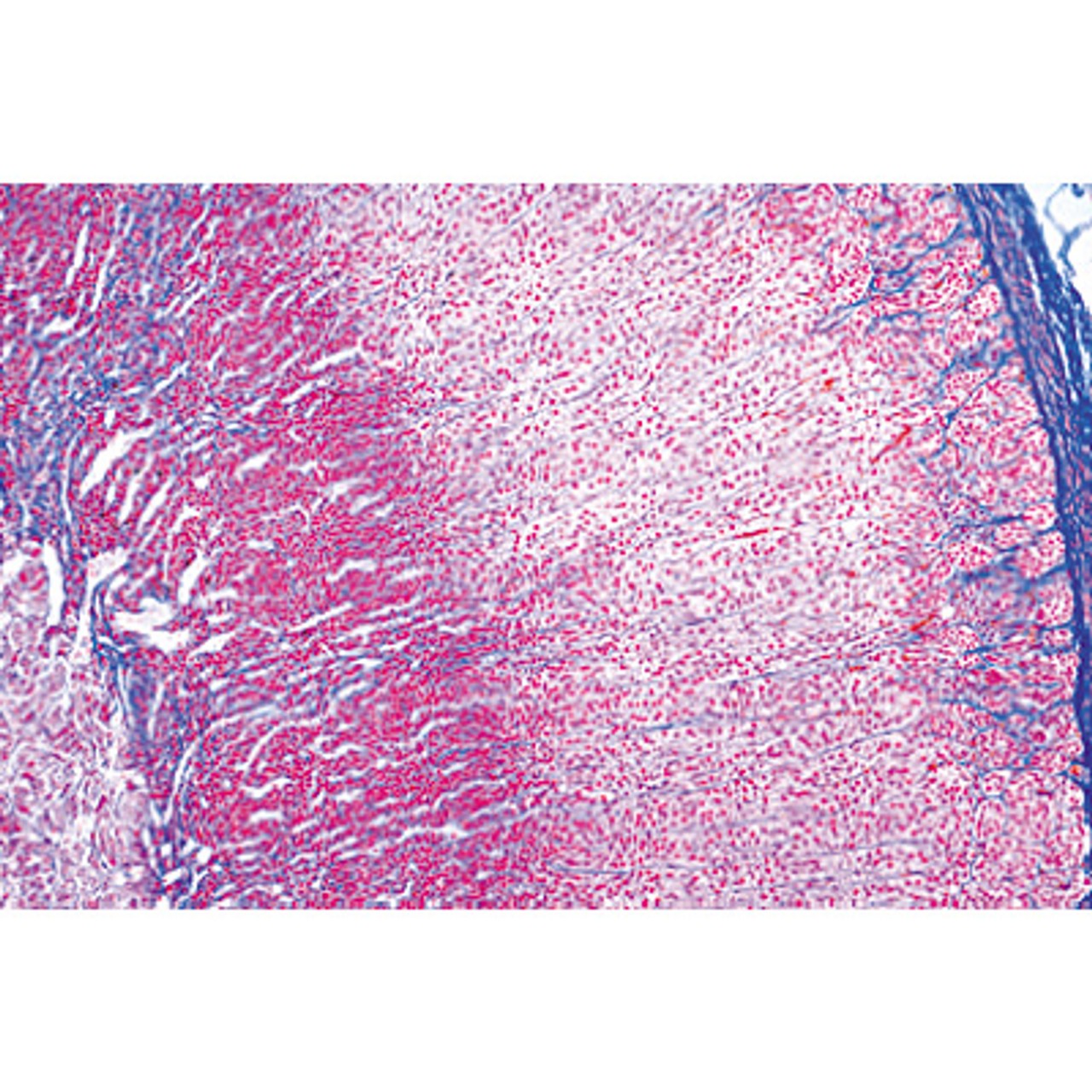 Endocrine System - English Microscope Slides