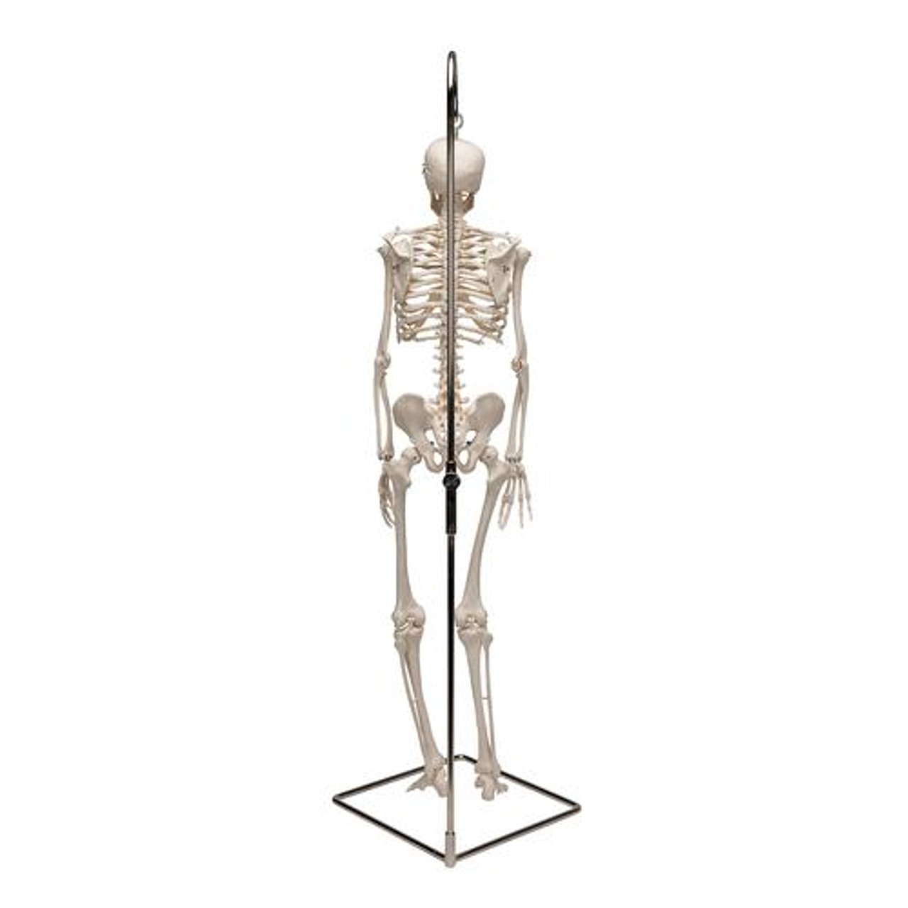 Hanging Mini Human Skeleton Anatomy Model - Back View