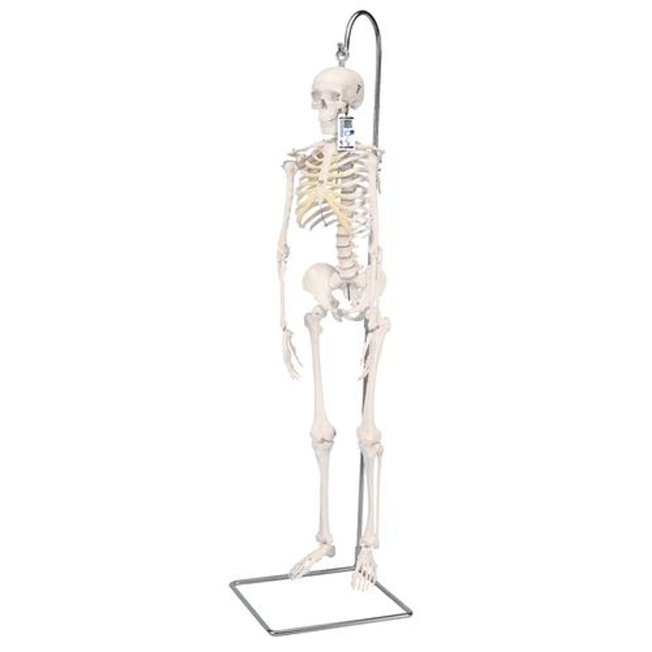 Hanging Mini Human Skeleton Anatomy Model