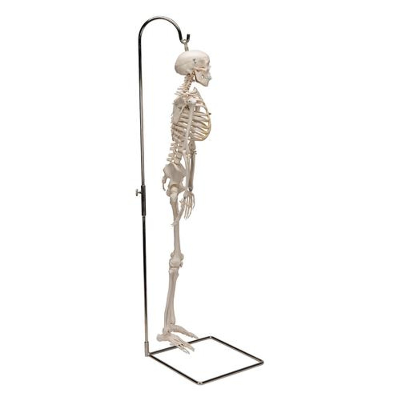 Hanging Mini Human Skeleton Anatomy Model - Right Side View