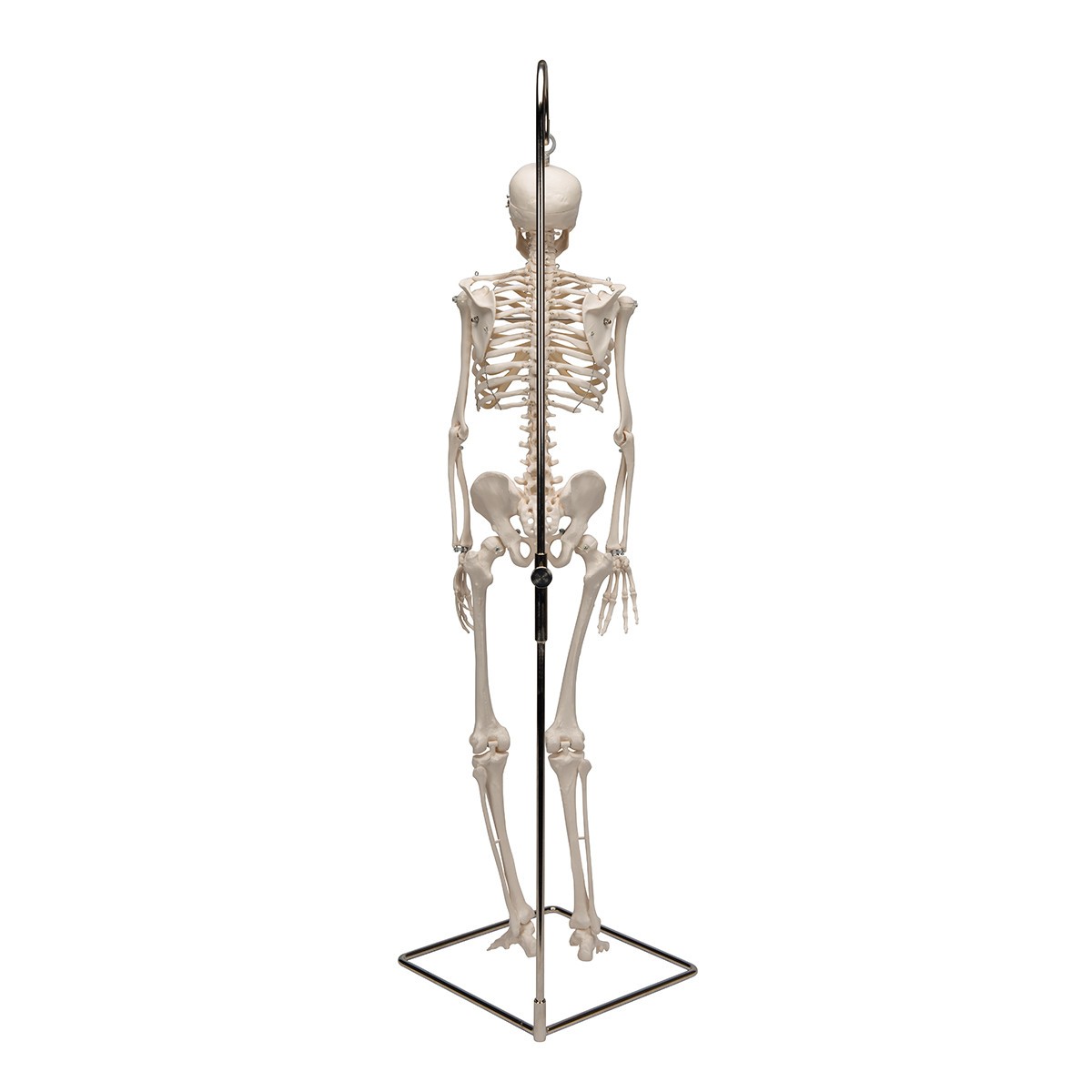 Hanging Mini Human Skeleton Anatomy Model - Back View