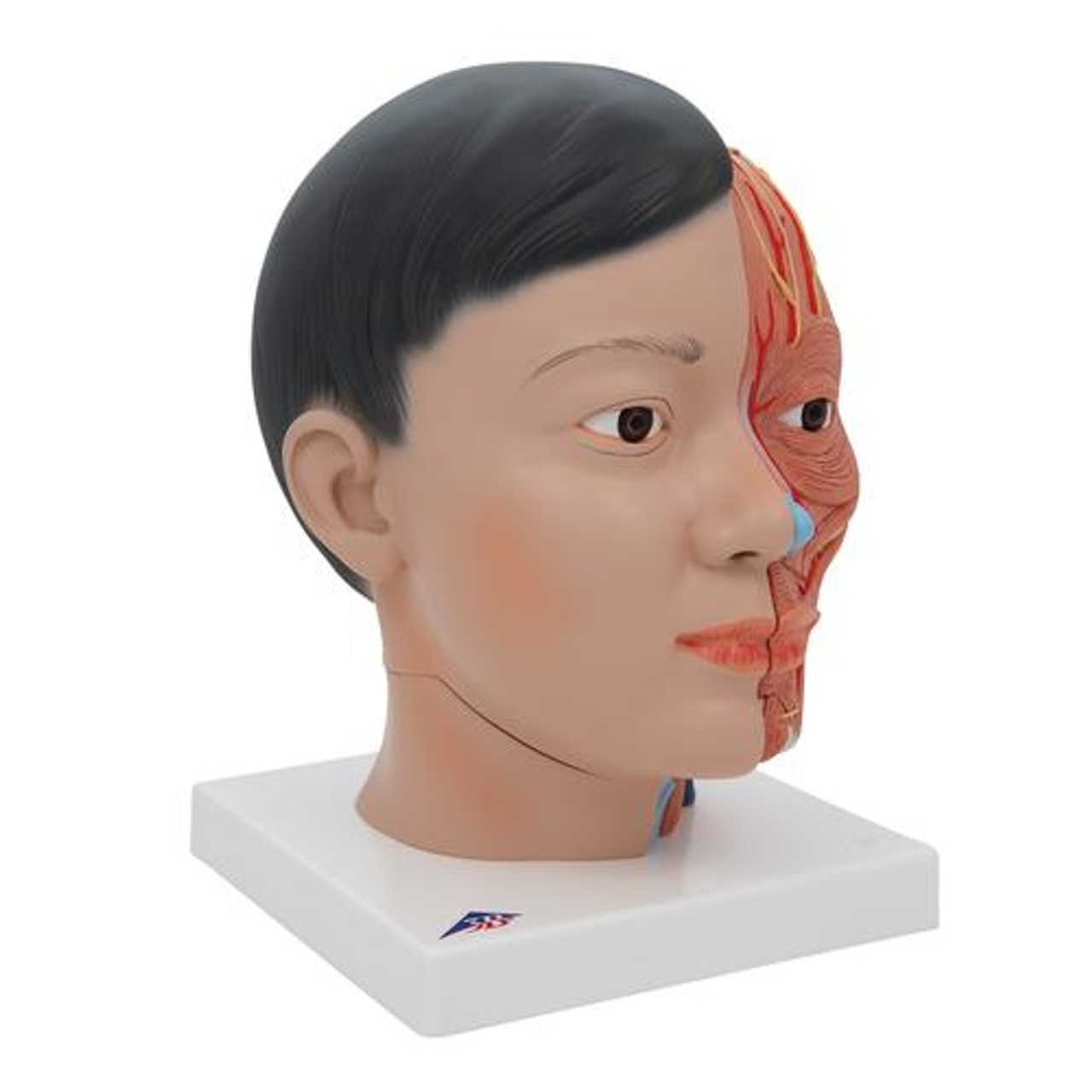 Life-Sized Deluxe Head Anatomy Model With Neck - Right Side View