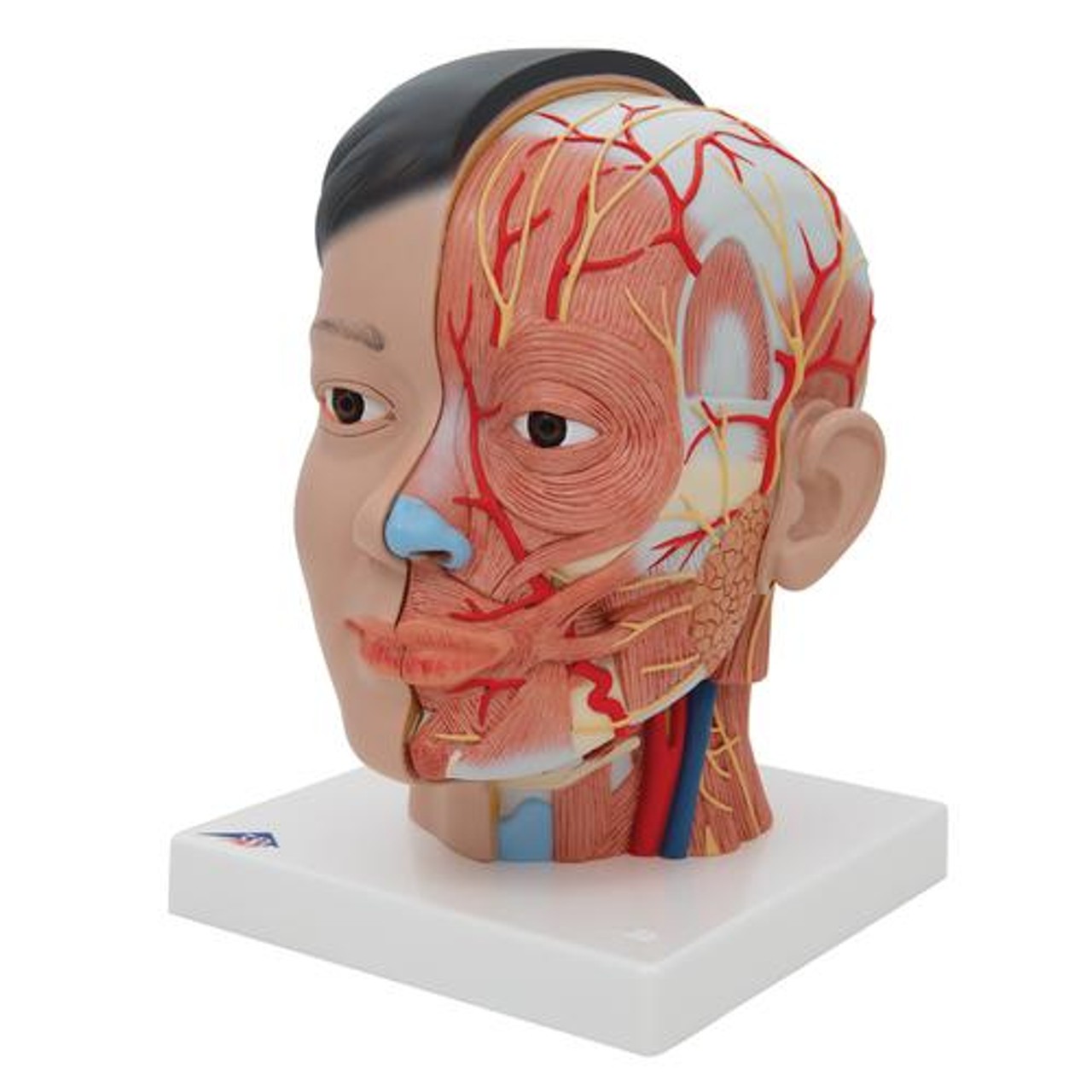 骨格分離モデル（全身） - 3B Smart Anatomy 3B Scientific B53 3B Scientific Life-Size Dual sex Europ