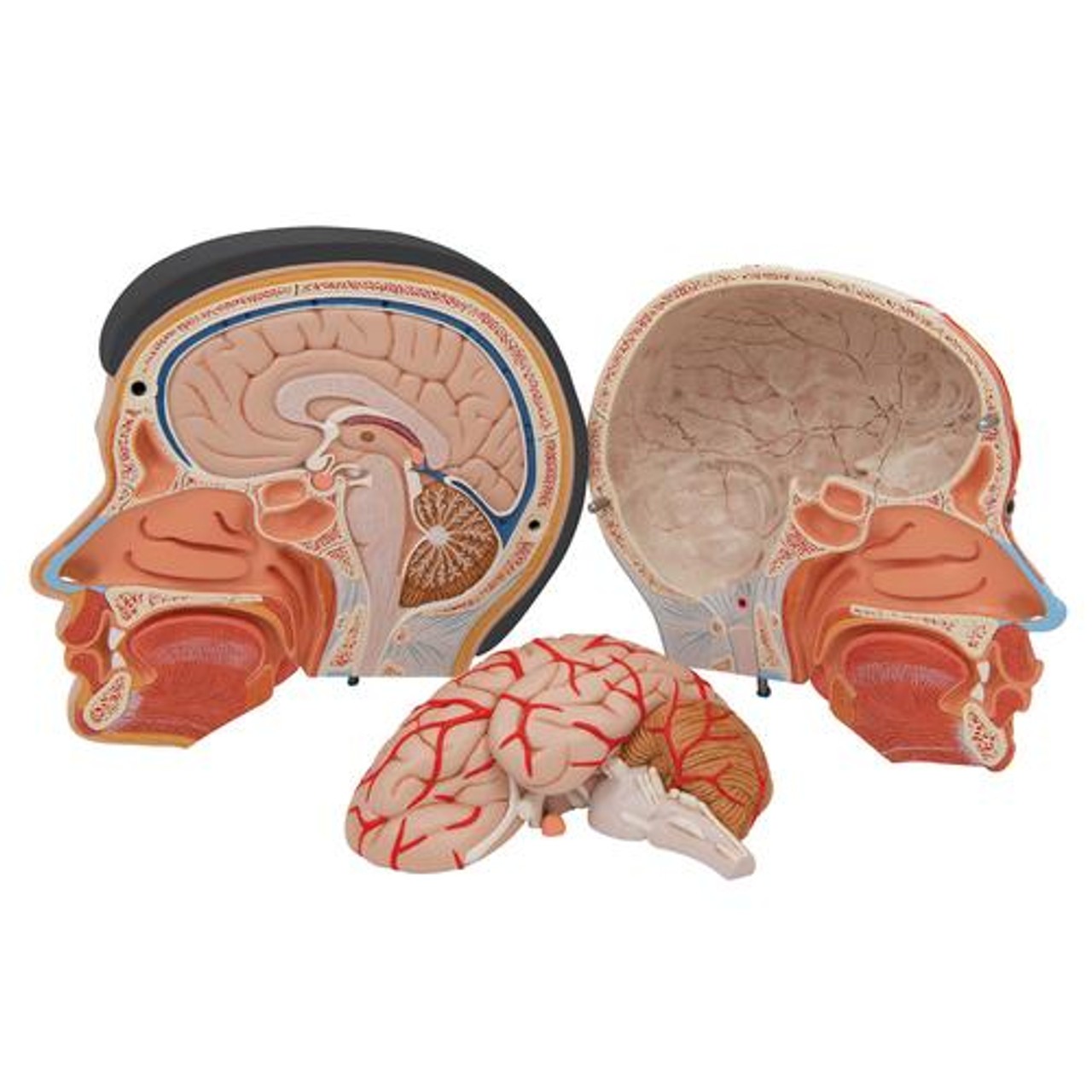 Life-Sized Deluxe Head Anatomy Model With Neck - Removable View