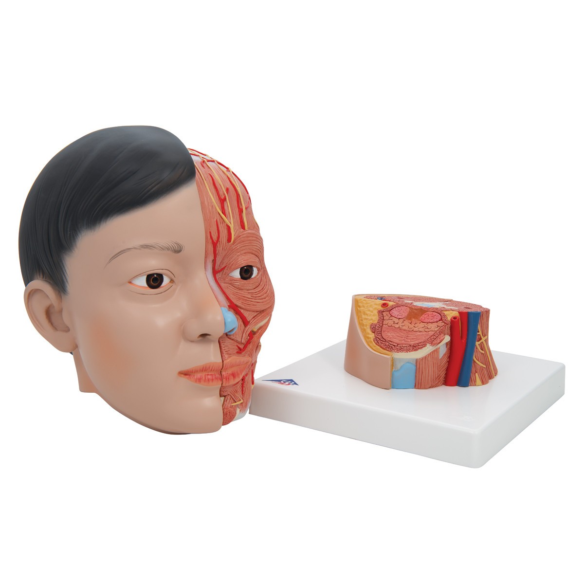 Life-Sized Deluxe Head Anatomy Model With Neck - Removable View