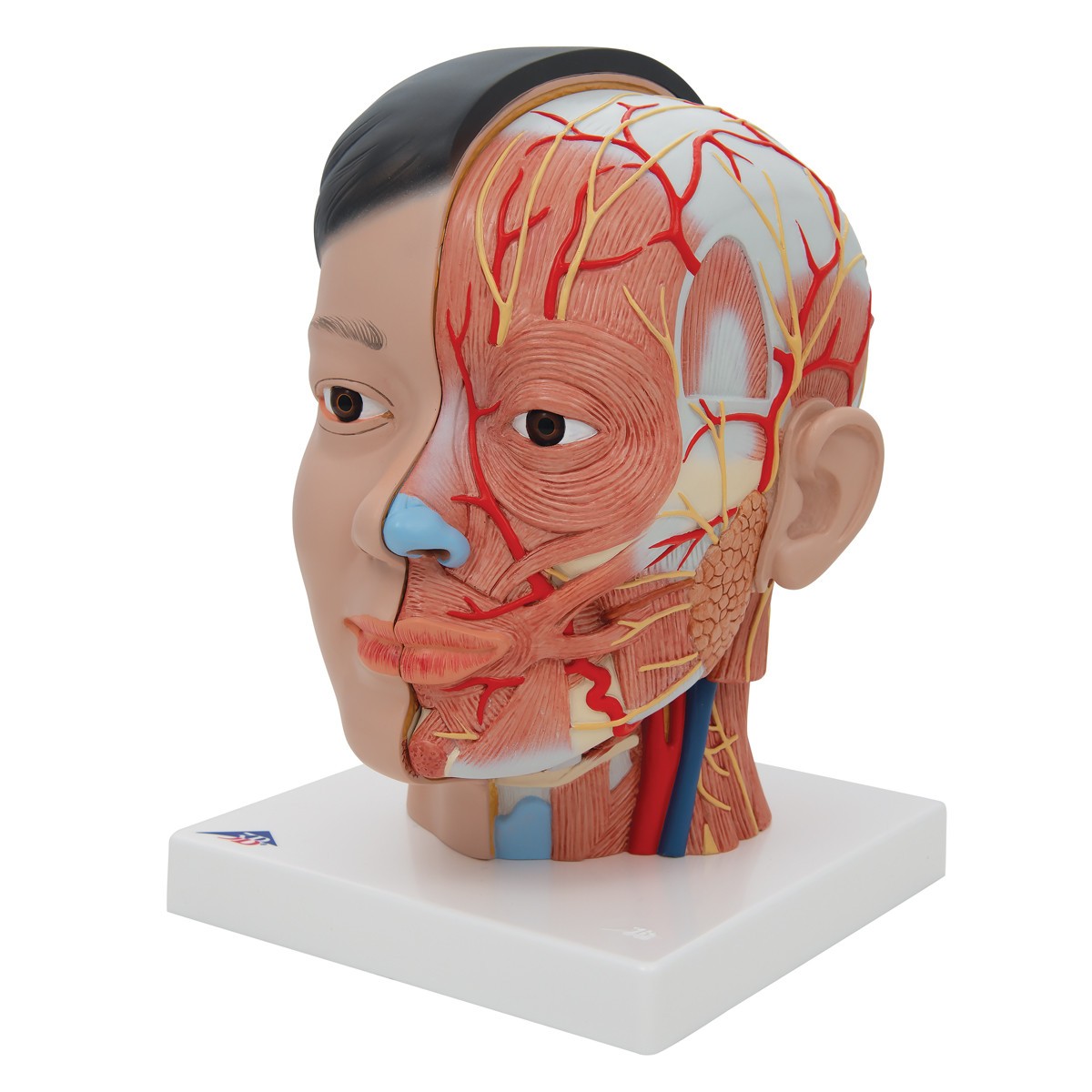 Life-Sized Deluxe Head Anatomy Model With Neck - Left Side View
