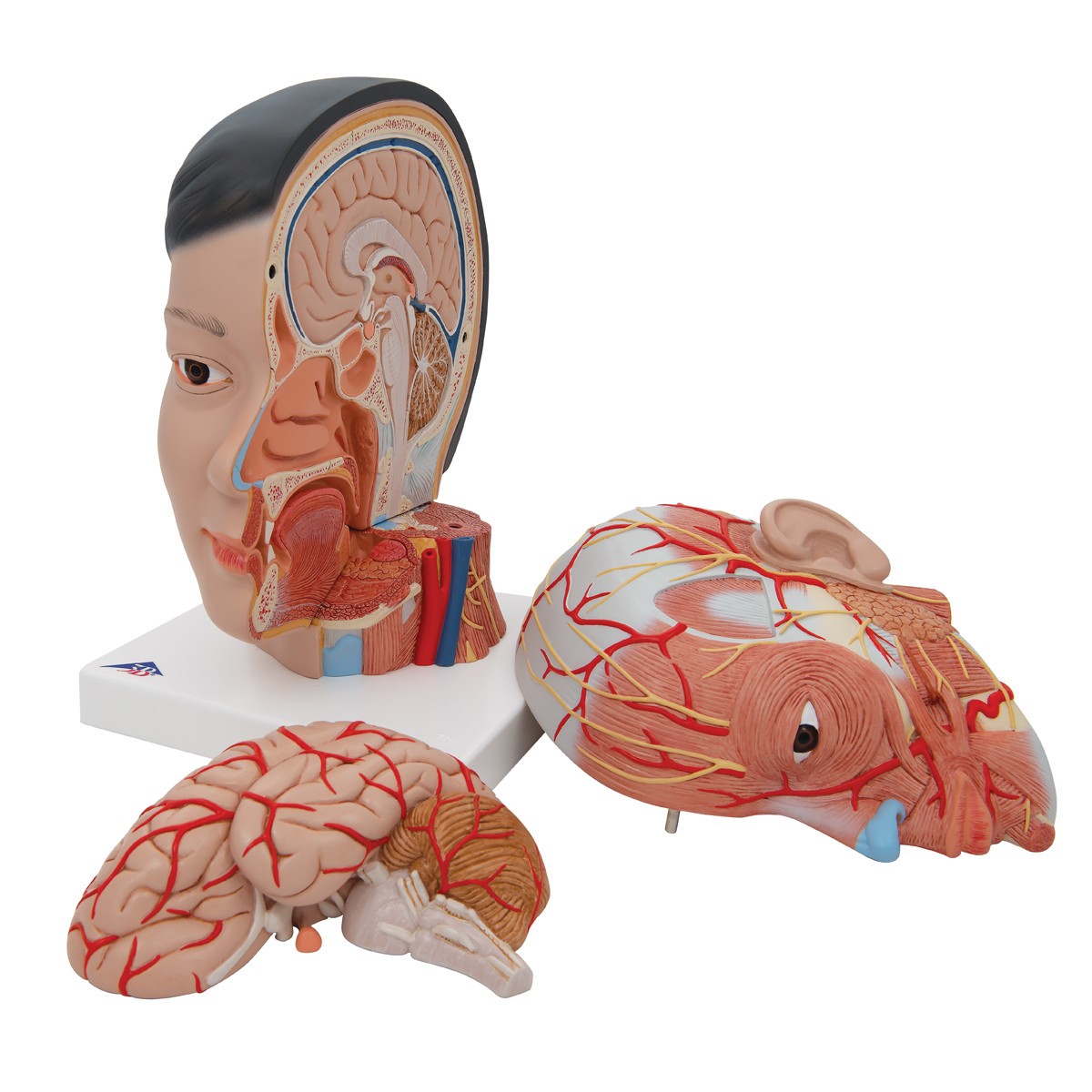 3B Scientific Life-Sized Deluxe Head Anatomy Model With Neck