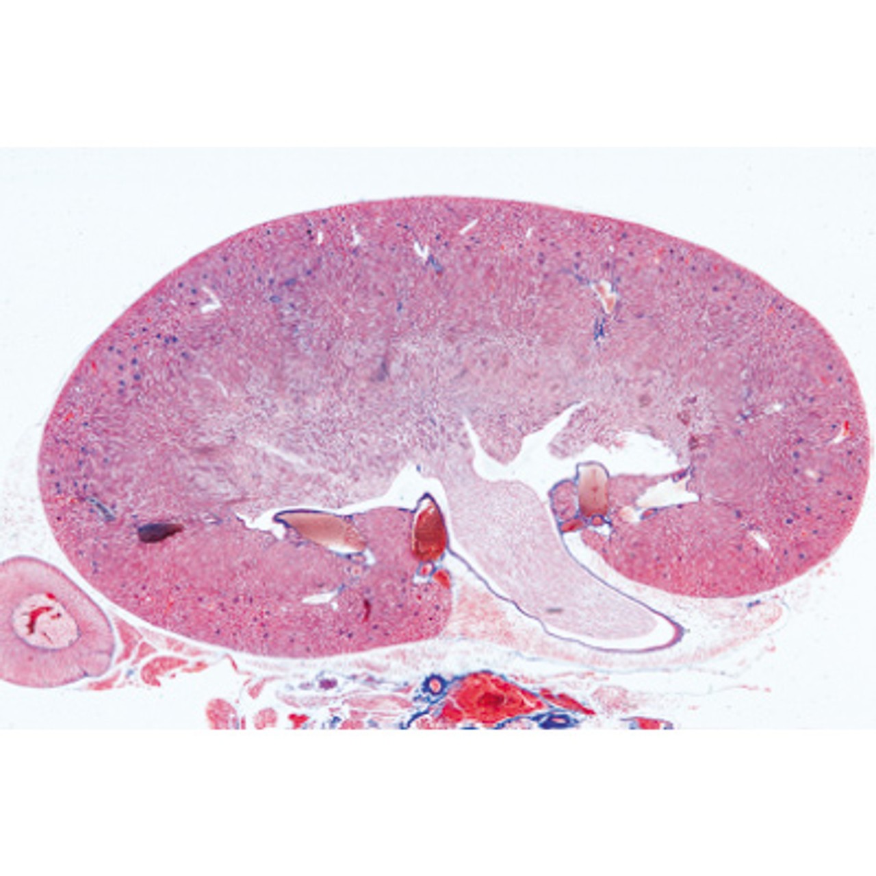 Urinary System - English Microscope Slides