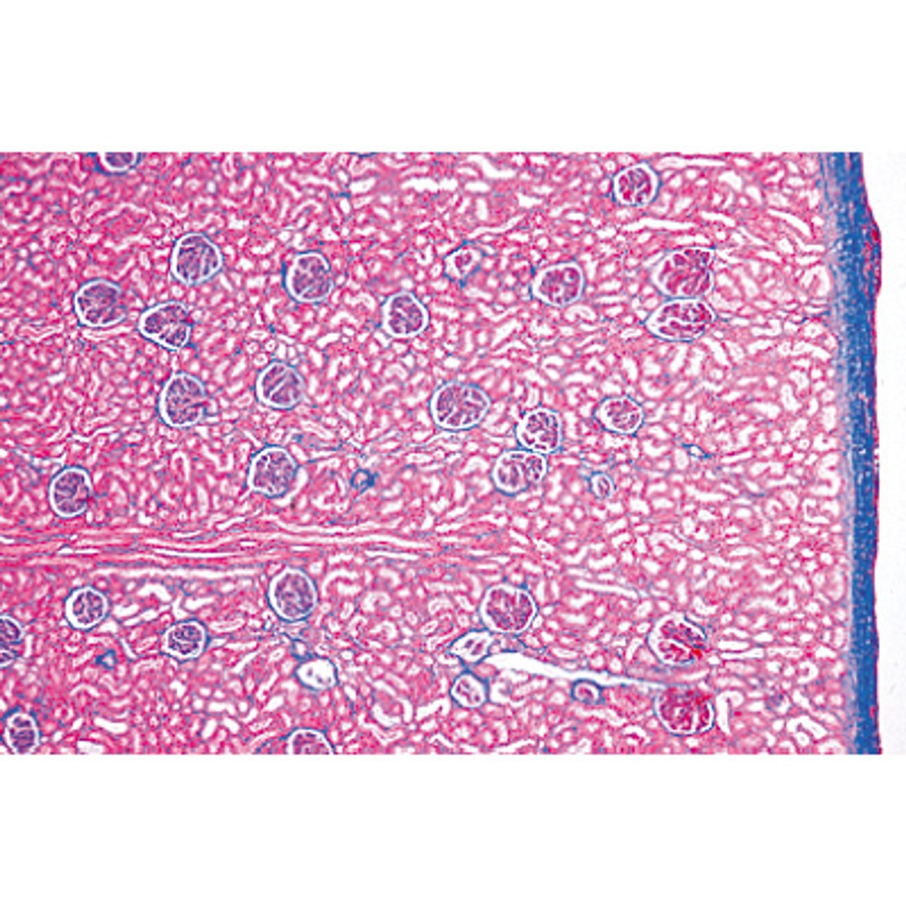 Urinary System - English Microscope Slides