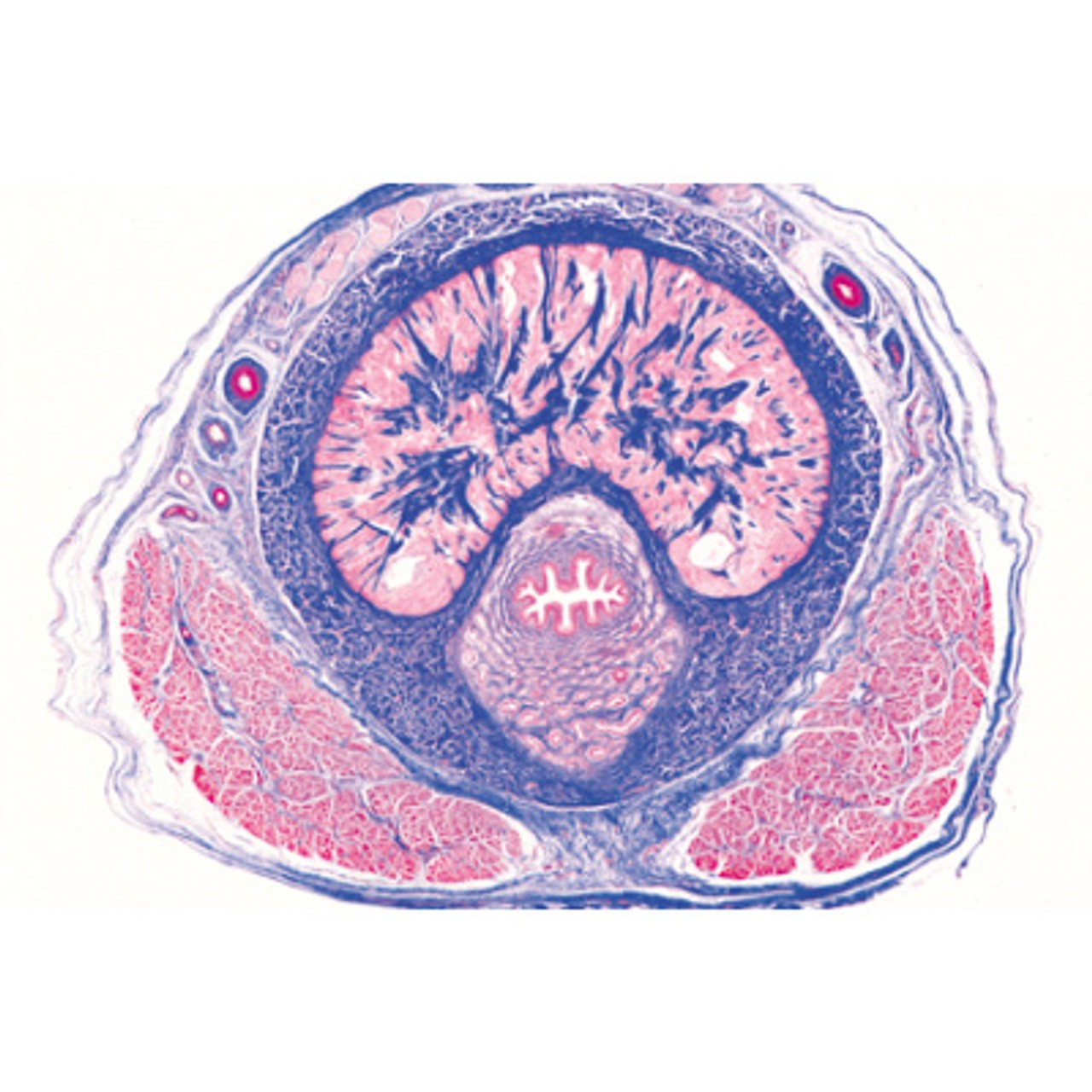 Urinary System - English Microscope Slides