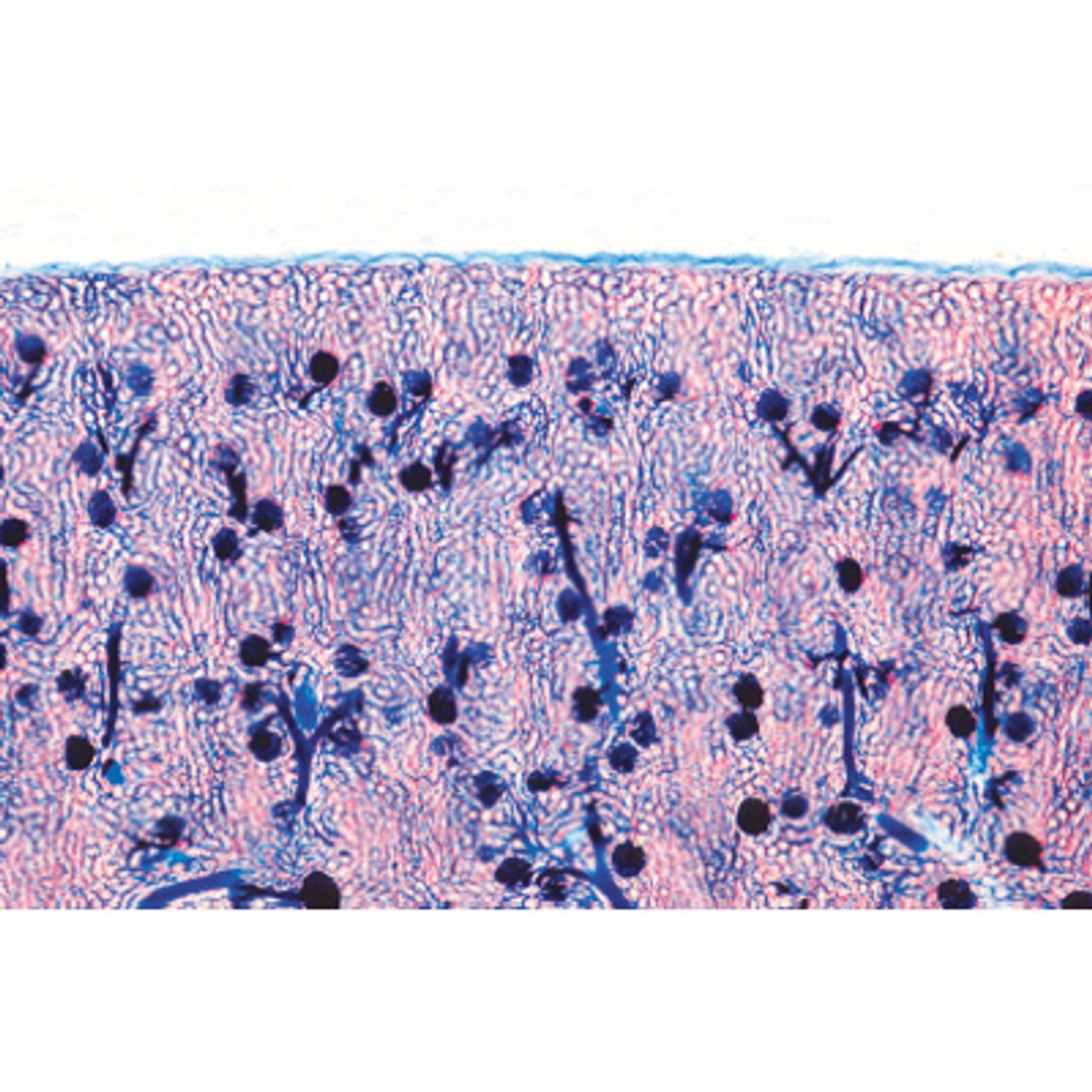 Urinary System - English Microscope Slides
