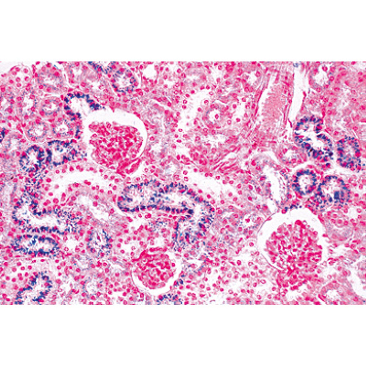 Urinary System - English Microscope Slides
