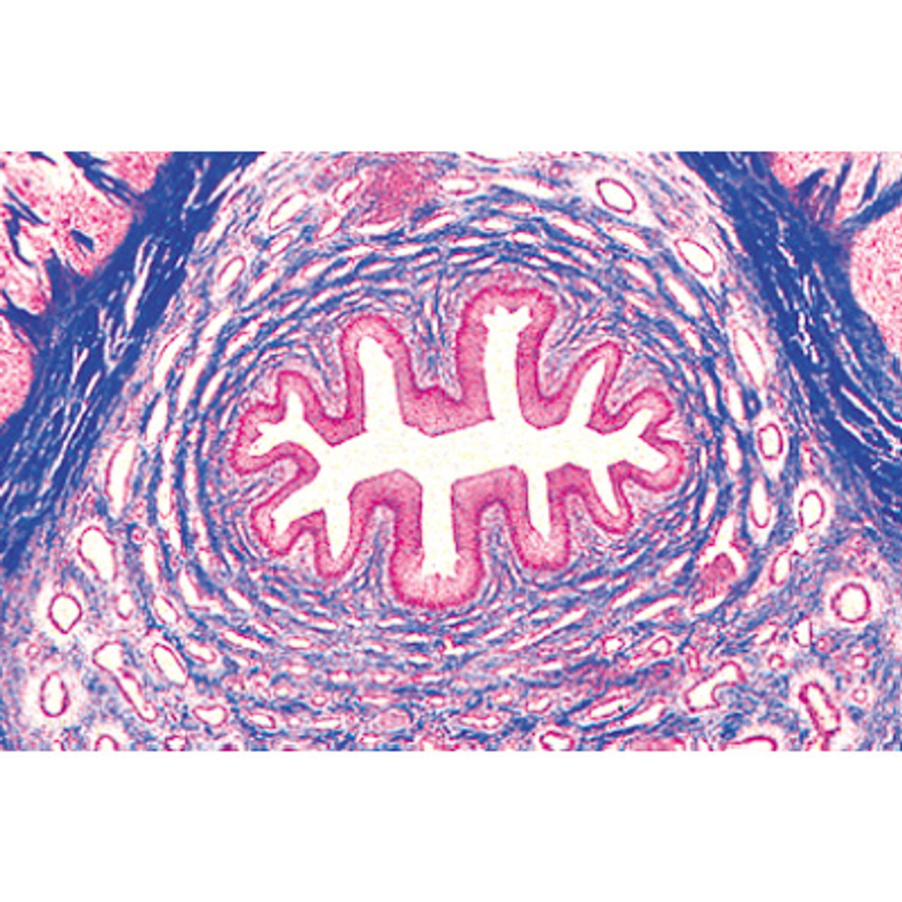 Urinary System - English Microscope Slides