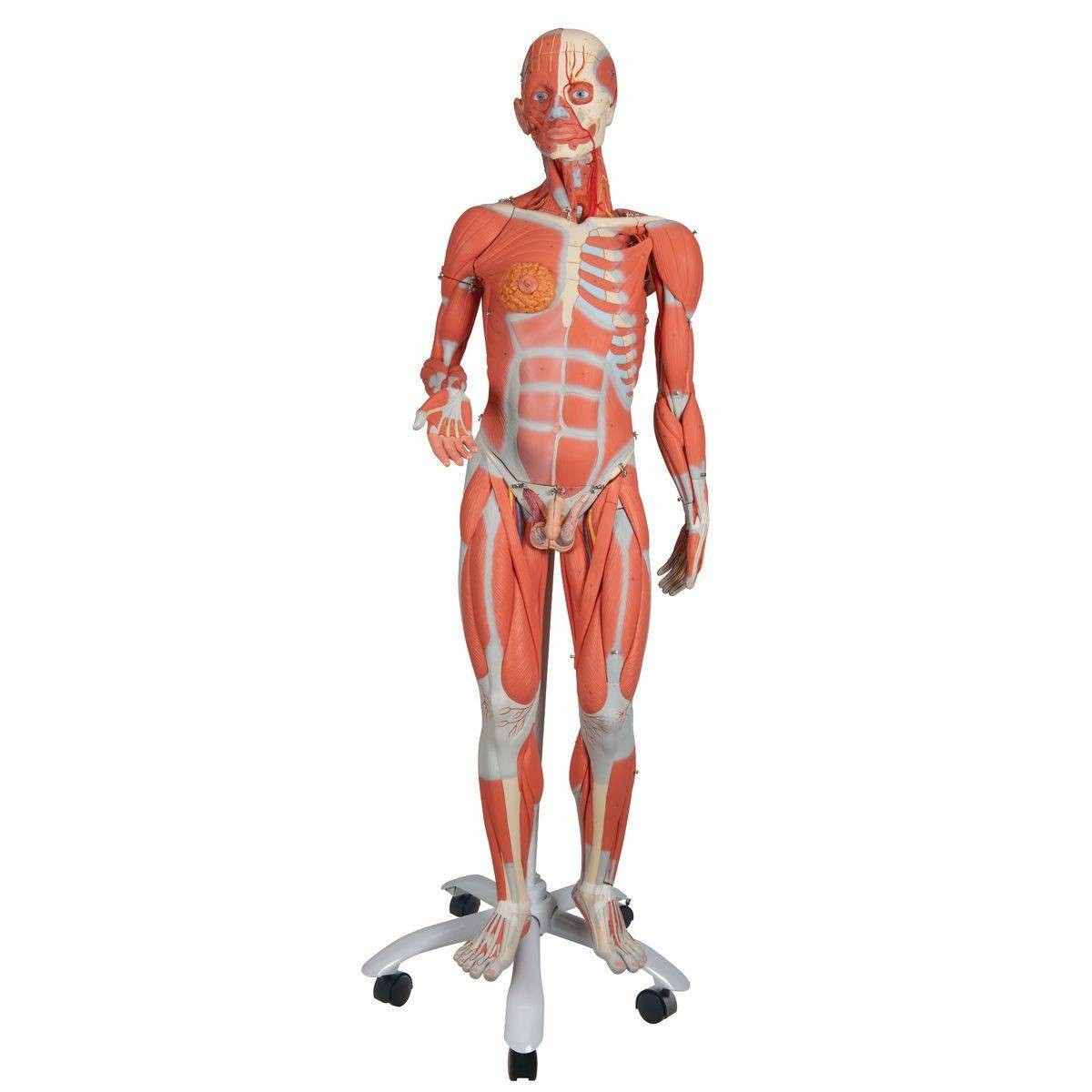 3B Scientific Dual Sex Muscular Figure Anatomy Model | Anatomy