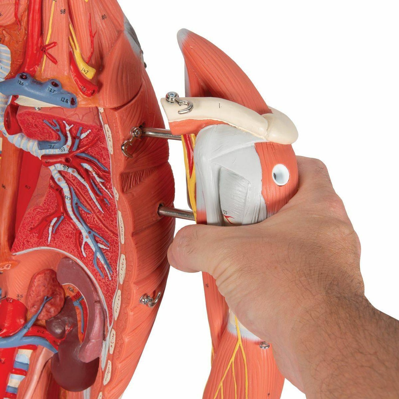 Dual Sex Muscular Figure Anatomy Model