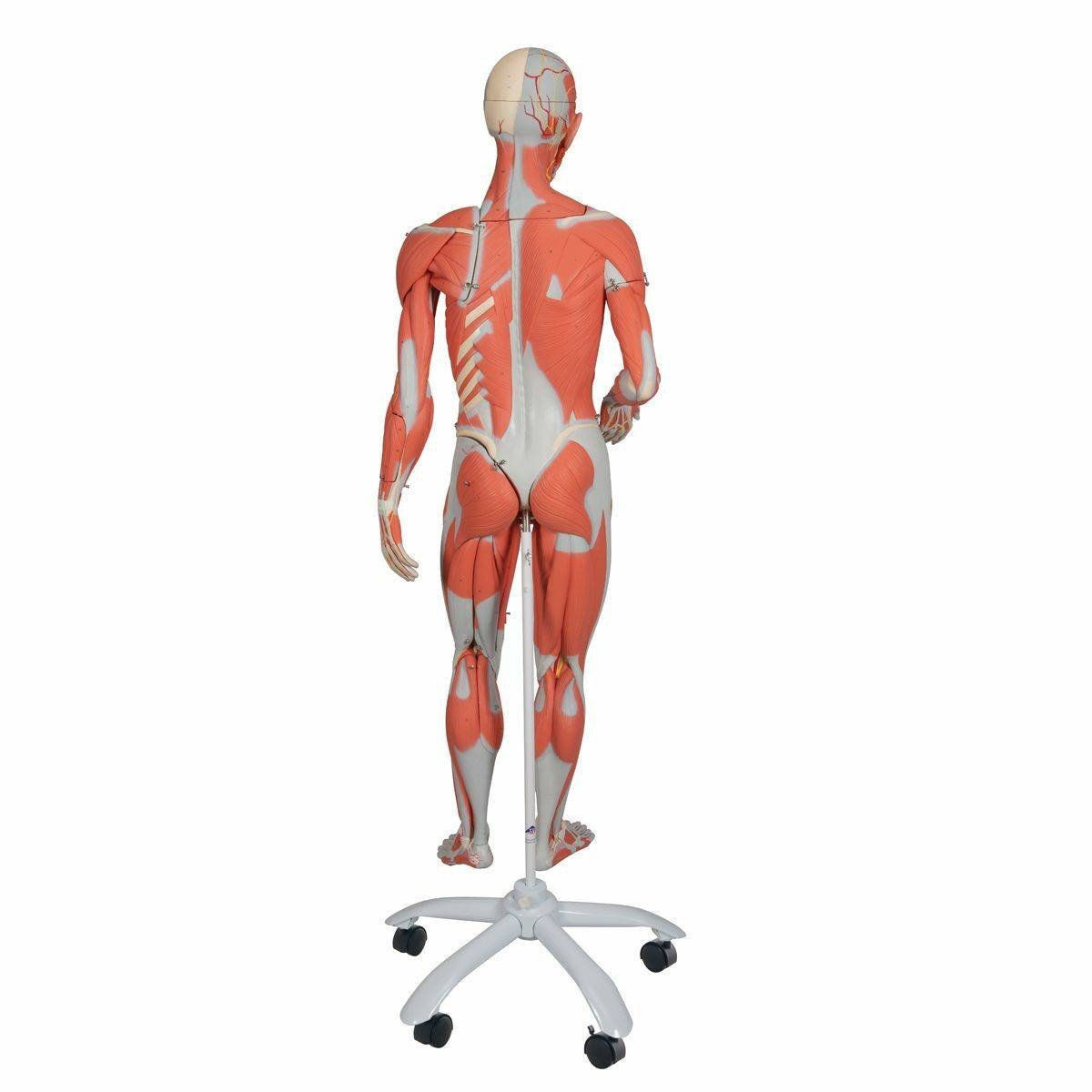 3B Scientific Dual Sex Muscular Figure Anatomy Model | Anatomy