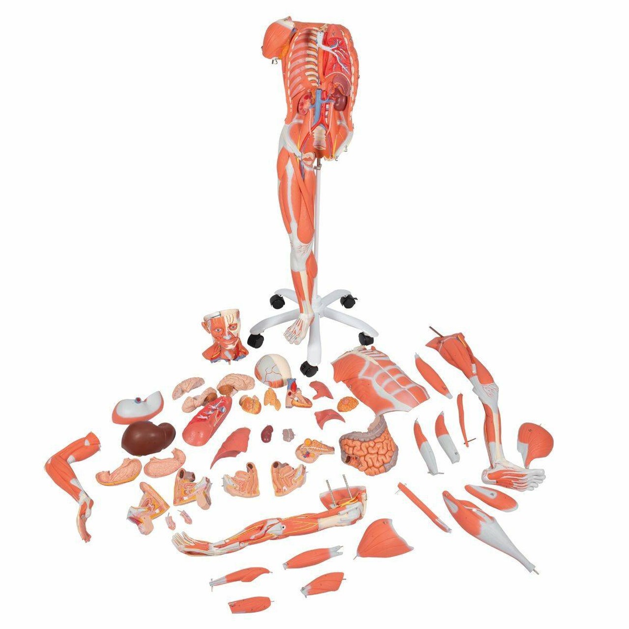 Dual Sex Muscular Figure Anatomy Model