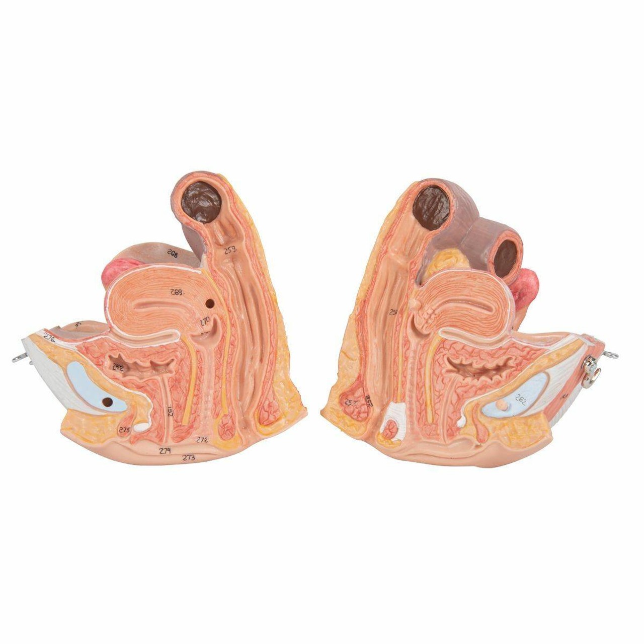 Dual Sex Muscular Figure Anatomy Model