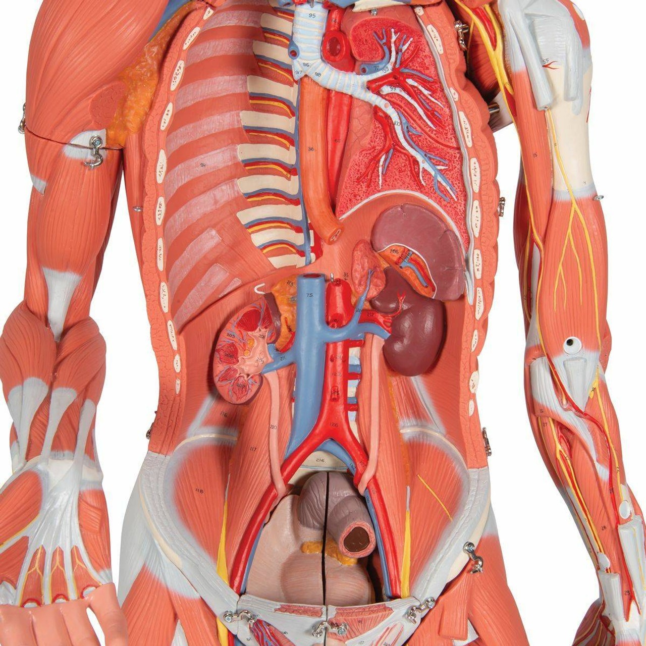Dual Sex Muscular Figure Anatomy Model