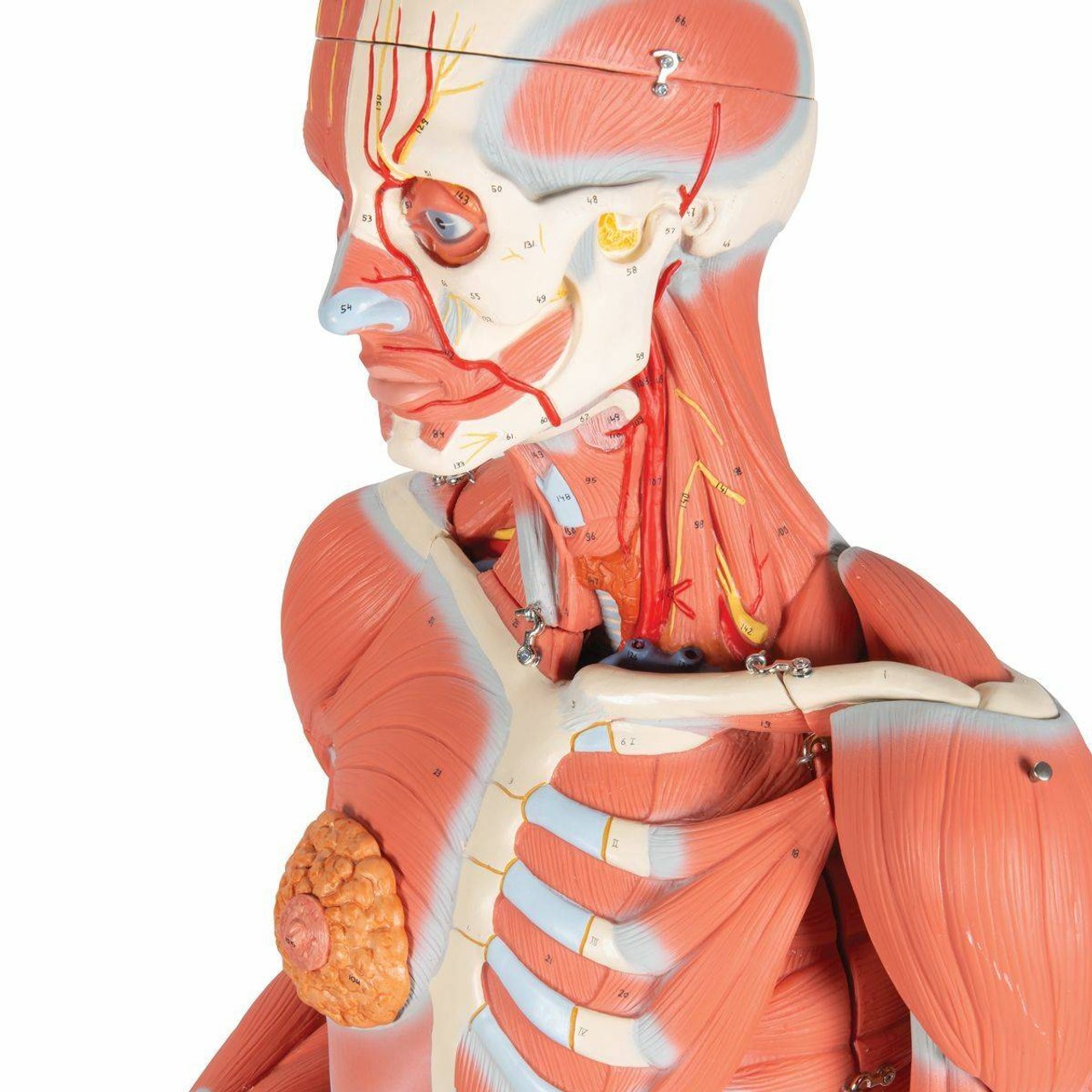 Dual Sex Muscular Figure Anatomy Model