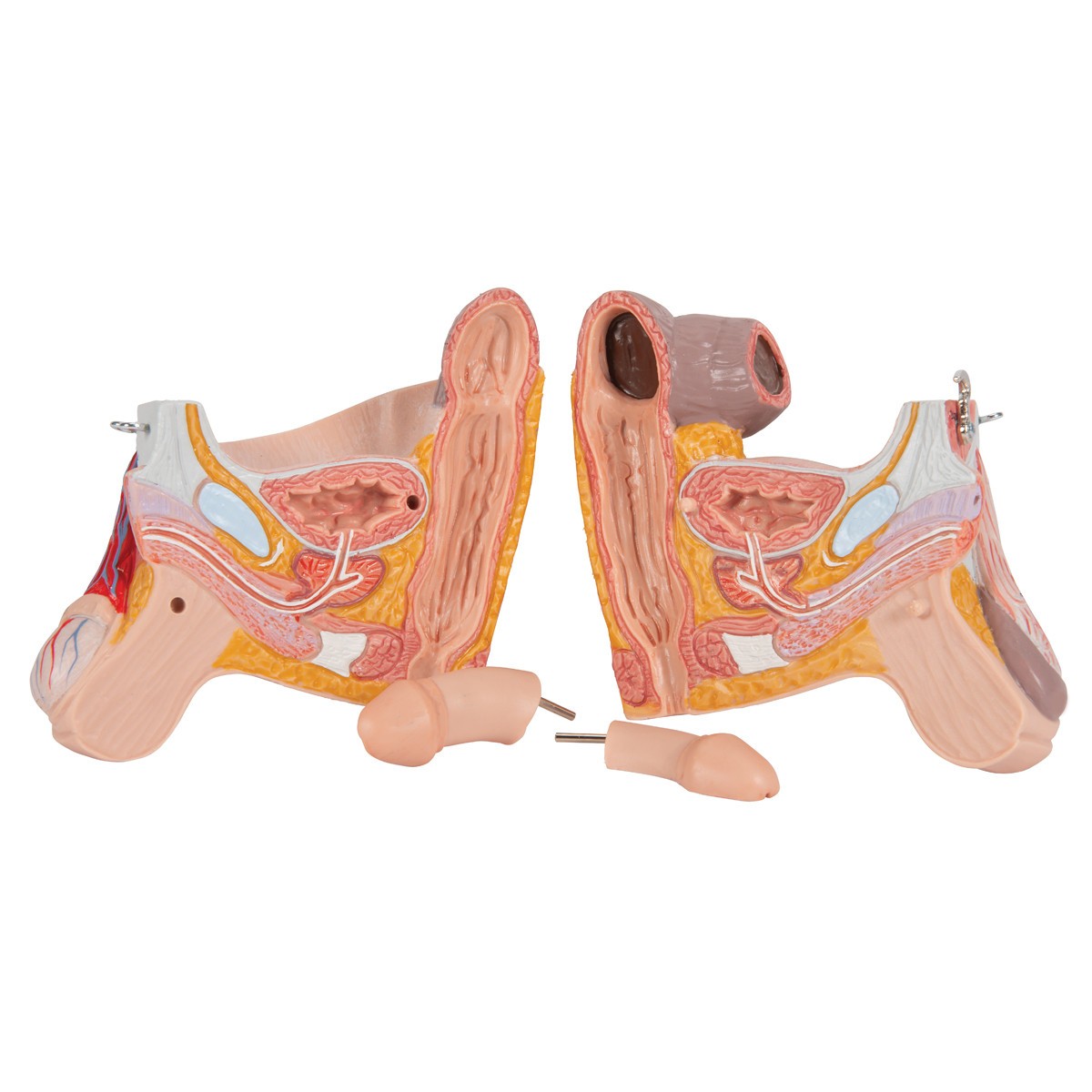 Dual Sex Muscular Figure Anatomy Model