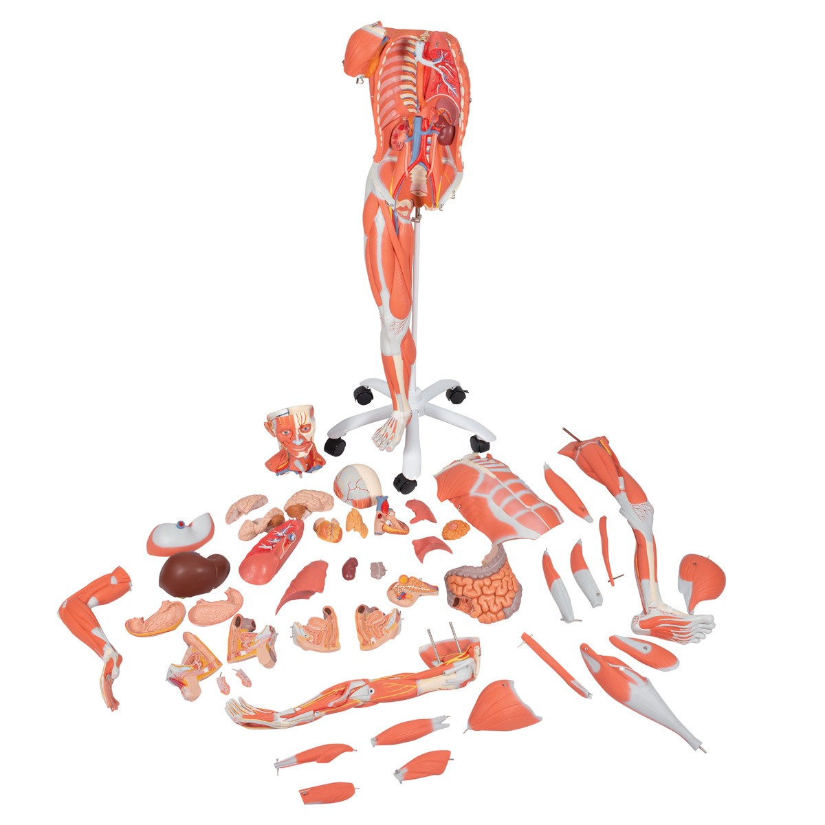Dual Sex Muscular Figure Anatomy Model